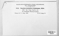 Puccinia anemones-virginianae image